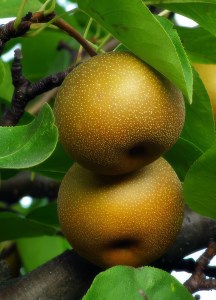 Korean Giant Asian Pear
